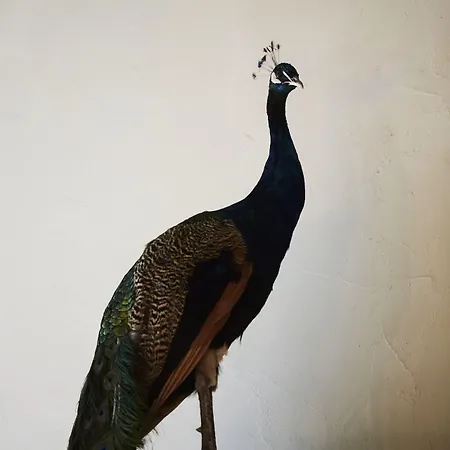 Hotel D'amis By Alix Ghent