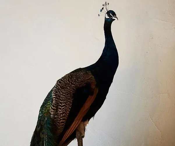 Hotel D'amis By Alix